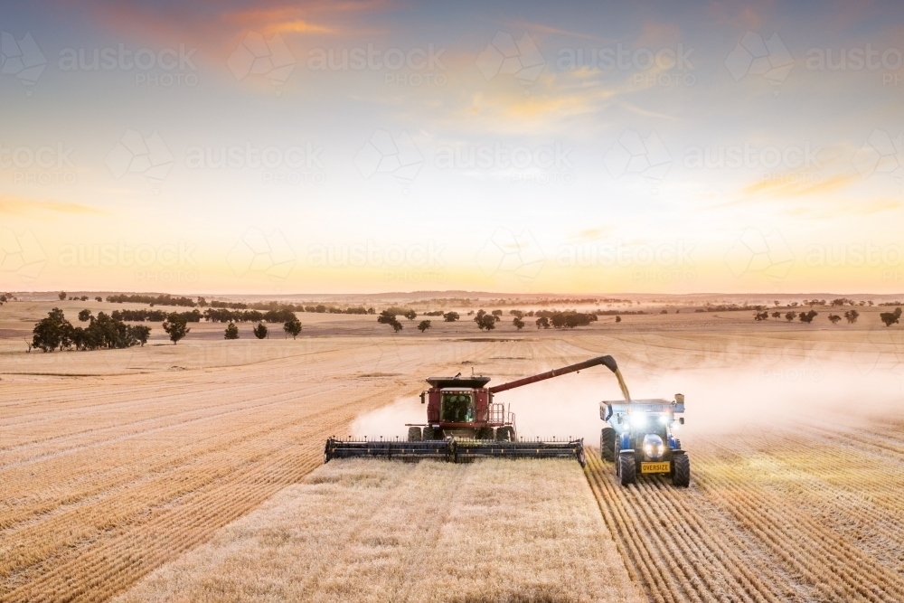 Harvester unloading into chaser bin at dusk - Australian Stock Image