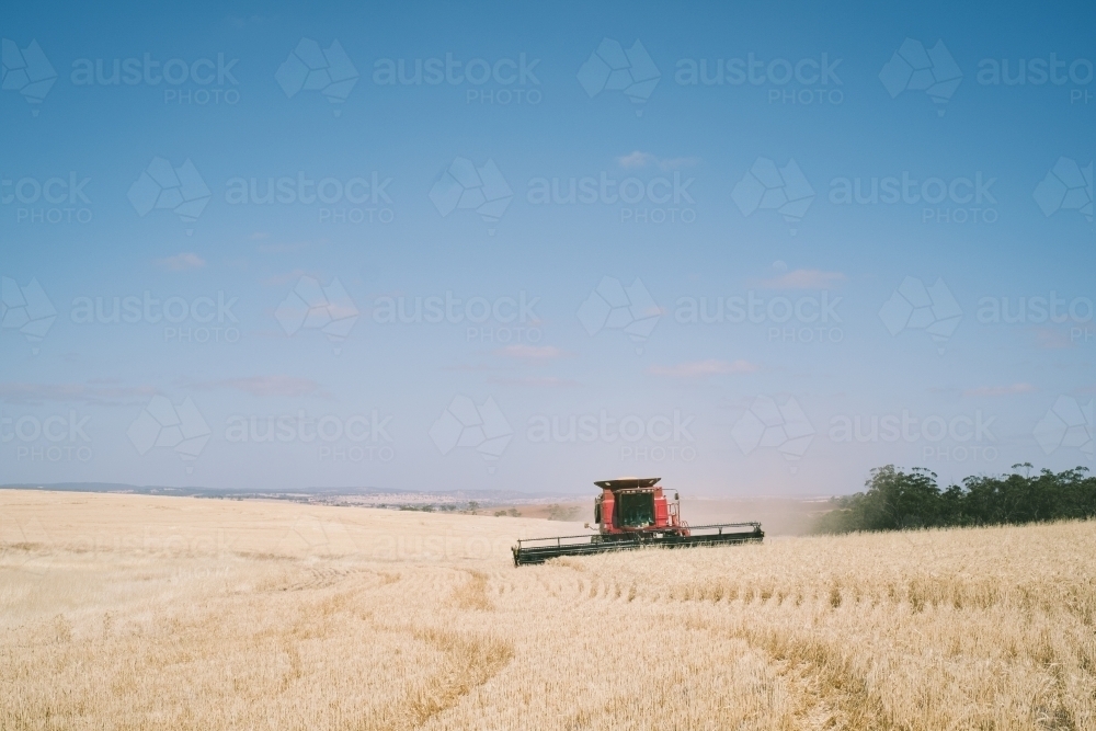 Harvesting a barley crop in the Wheatbelt of Western Australia - Australian Stock Image