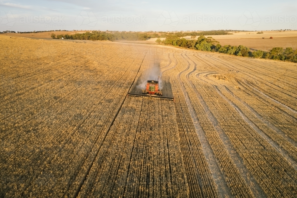 Harvesting a cereal crop in the Wheatbelt of Western Australia - Australian Stock Image