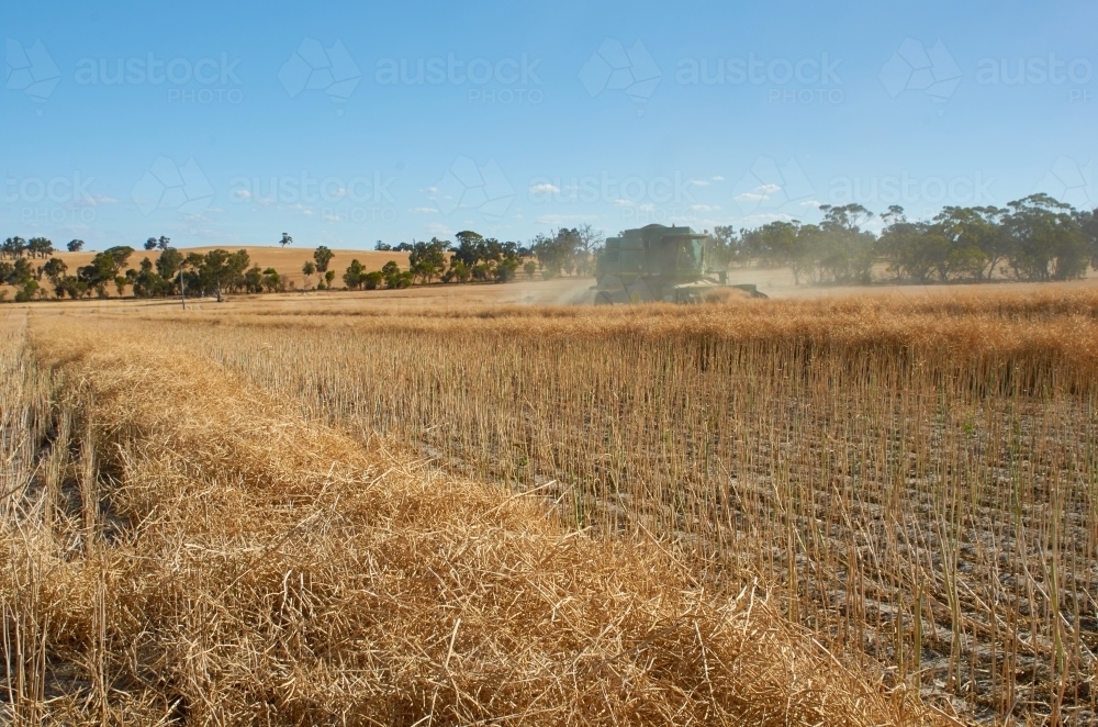Harvesting A Swathed Canola Crop - Australian Stock Image
