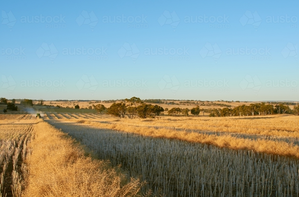 Harvesting A Swathed Canola Crop - Australian Stock Image
