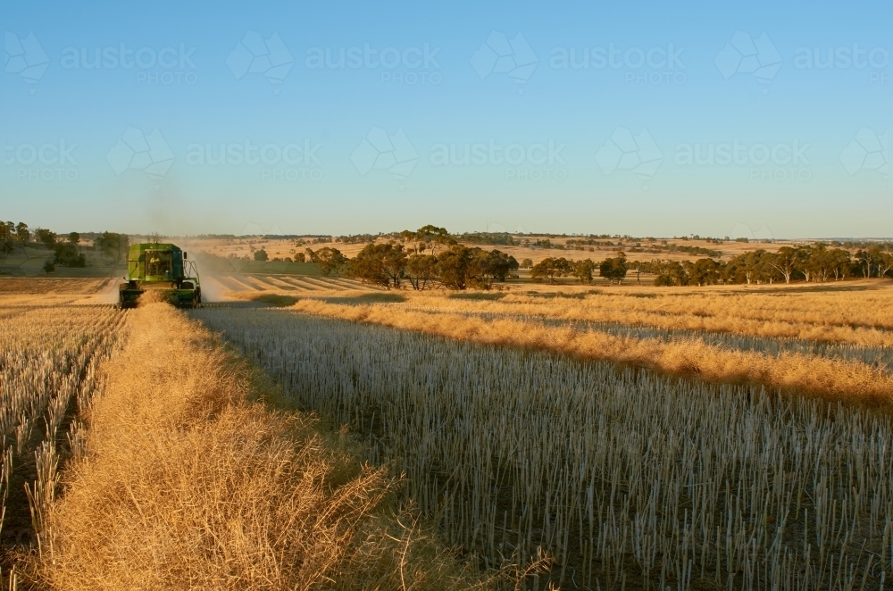 Swathed Image of Harvesting A Swathed Canola Crop - Austockphoto
