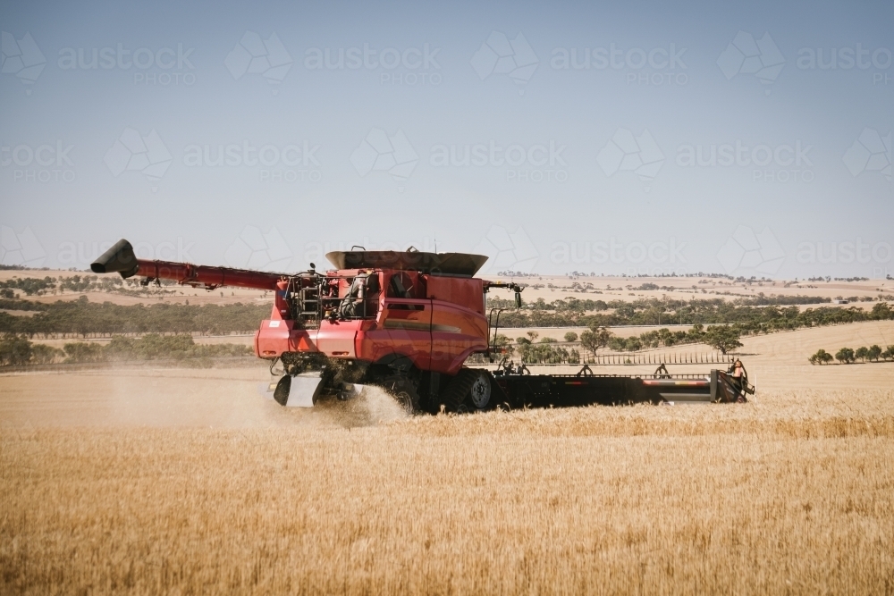 Harvesting a wheat cereal crop in the Avon Valley of Western Australia - Australian Stock Image