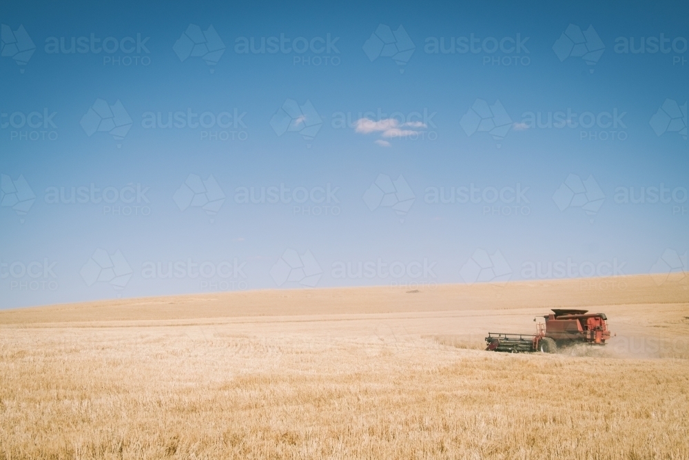 Harvesting a wheat crop in the Wheatbelt of Western Australia - Australian Stock Image