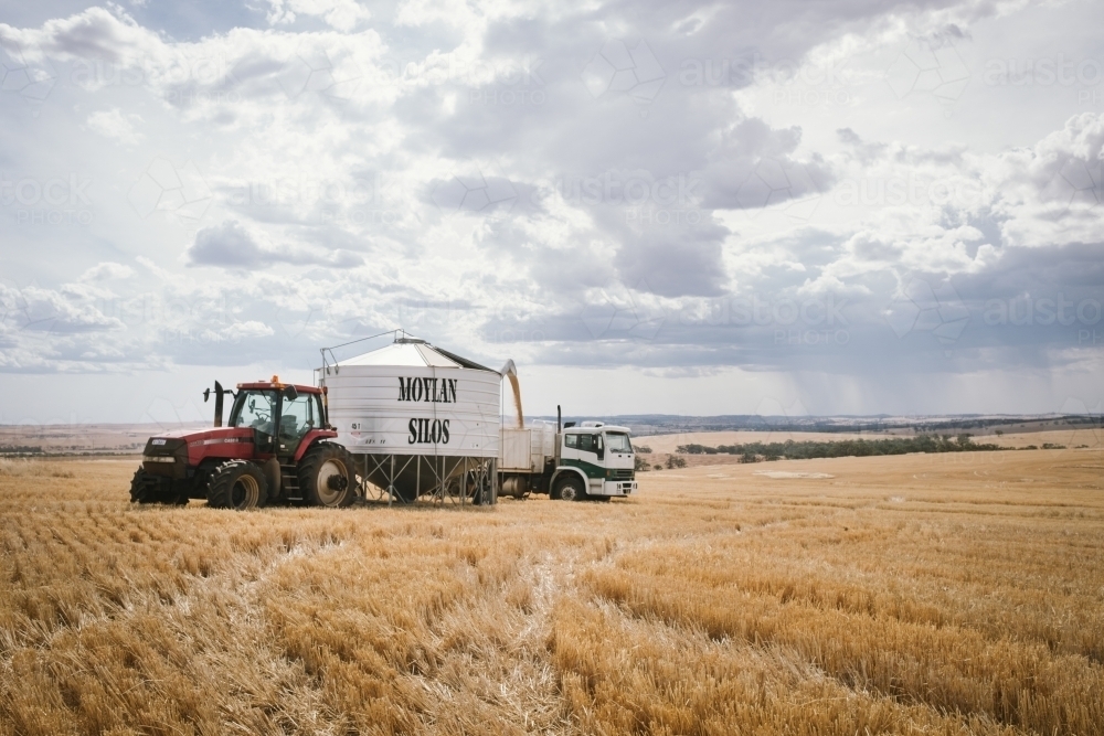 Harvesting broadacre crops in the Wheatbelt in Western Australia - Australian Stock Image