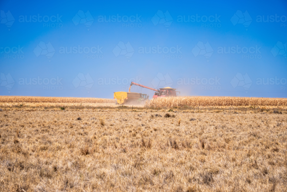 Harvesting corn on farm in bright sunlight - Australian Stock Image