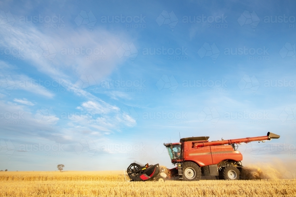 Harvesting machine drives past in wheat paddock getting grain ready for collection. - Australian Stock Image