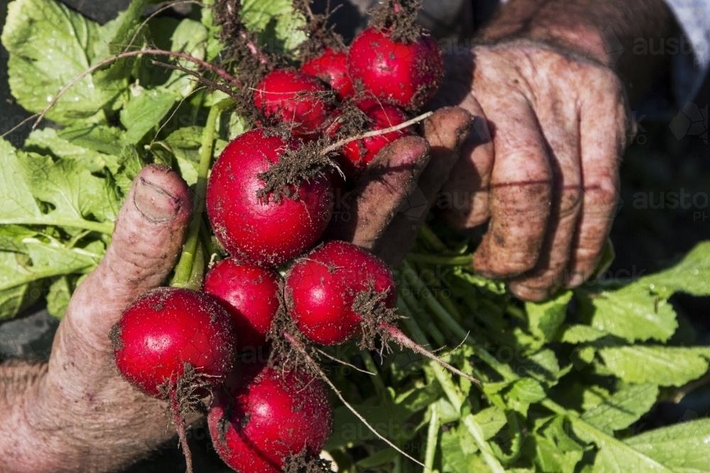 Harvesting radish - Australian Stock Image