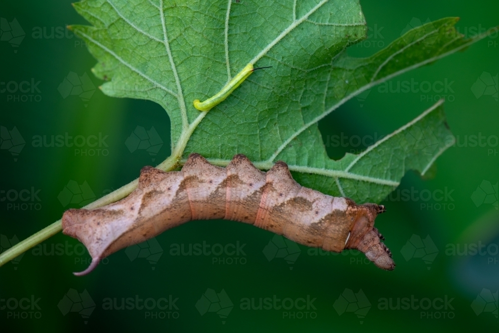 Hawk Moth caterpillar on grape leaf - Australian Stock Image