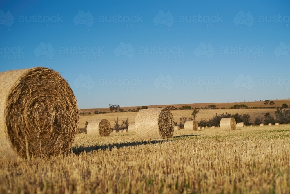 Hay Bale Harvest - Australian Stock Image