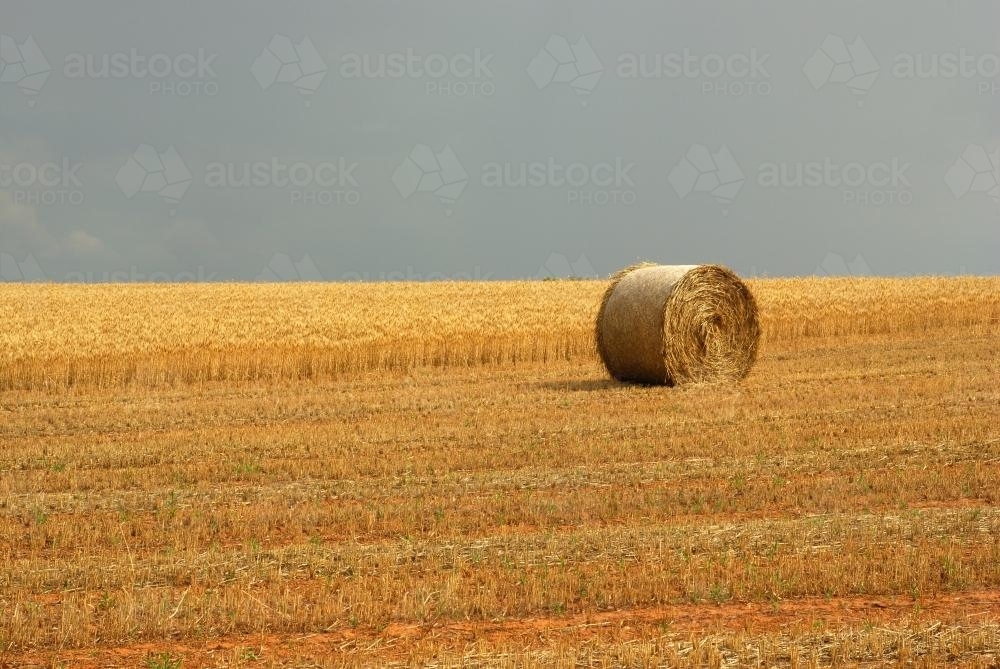 Hay Bale in a field - Australian Stock Image