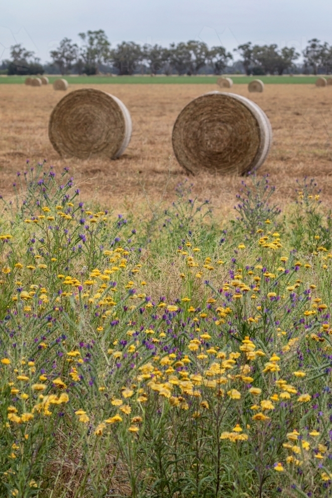 Hay bales in a field with wildflowers in the foreground & trees in the background - Australian Stock Image