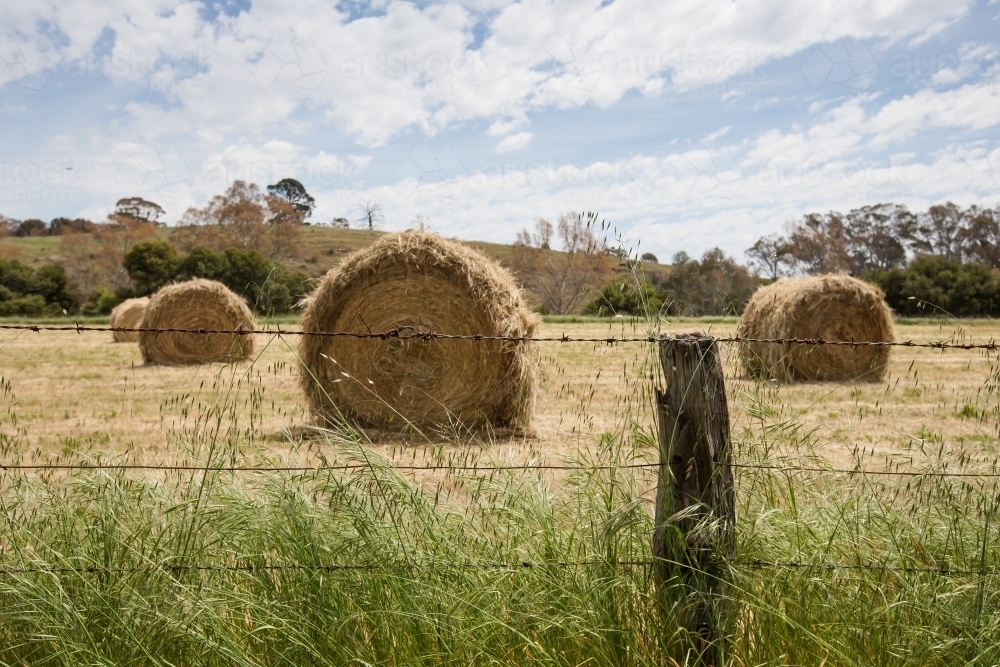 Hay bales in a paddock behind a barbed wire fence - Australian Stock Image