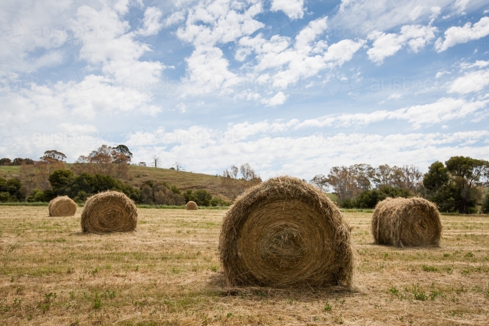 Hay bales in paddock behind a barbed wire fence - Australian Stock Image