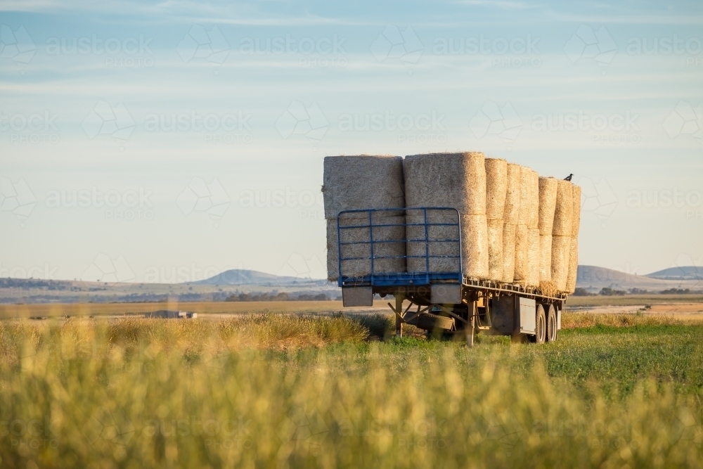 Hay bales stacked on a truck trailer in a green paddock - Australian Stock Image