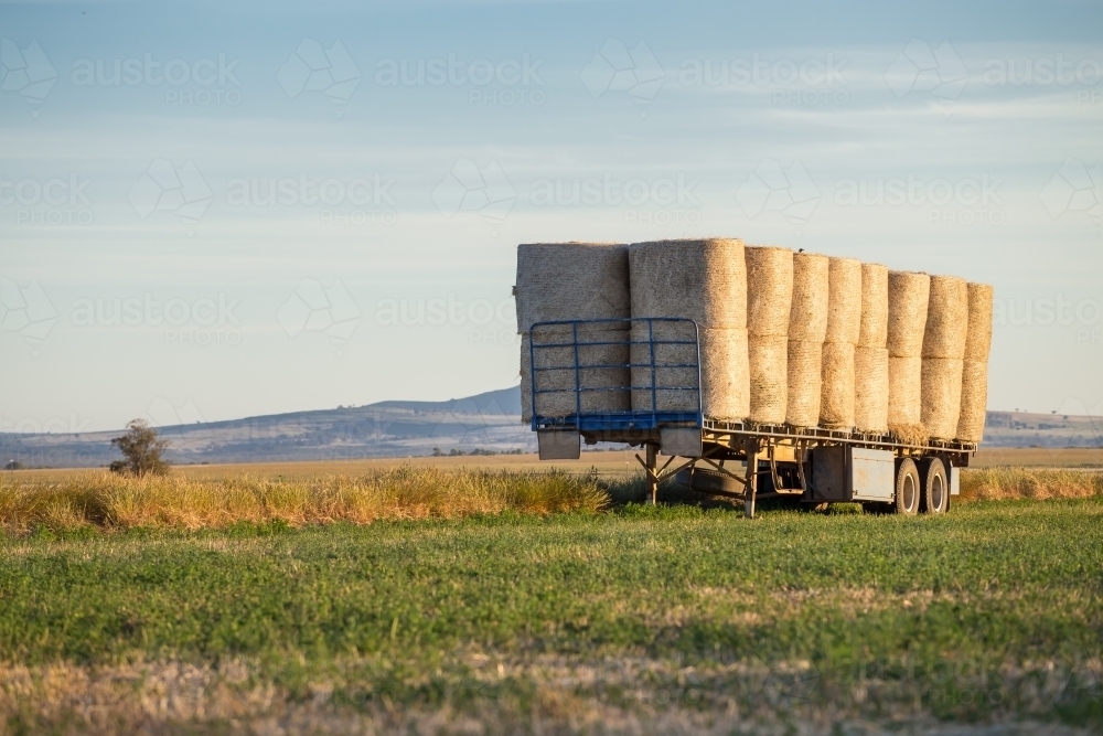 Hay bales stacked on a truck trailer in a green paddock - Australian Stock Image