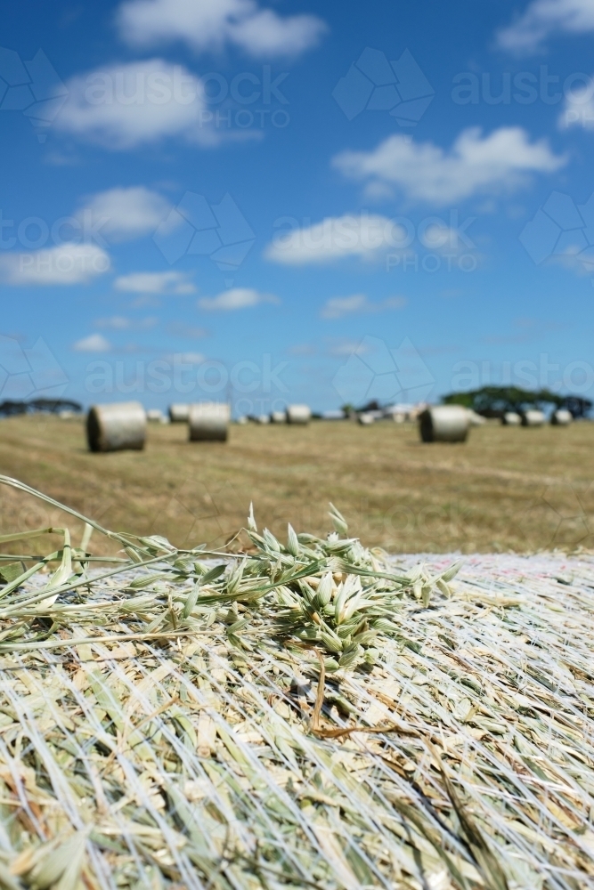 Hay baling on dairy farm - Australian Stock Image