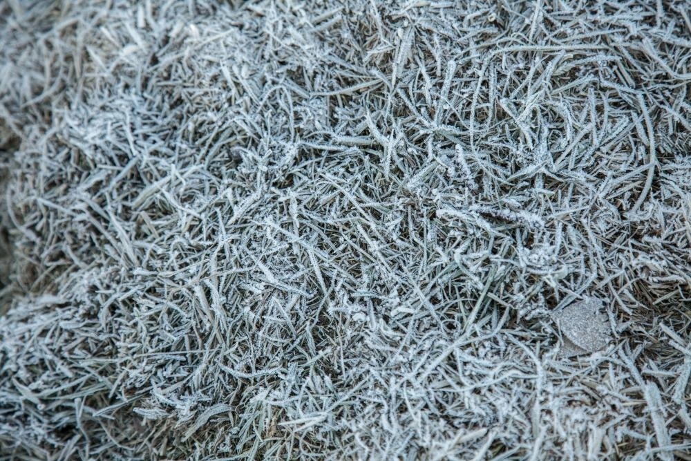 Hay mulch covered in shining white frost - Australian Stock Image