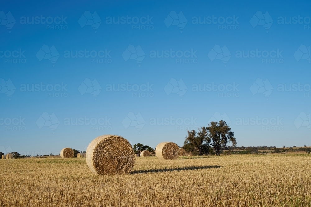 Hay paddock under blue sky. - Australian Stock Image
