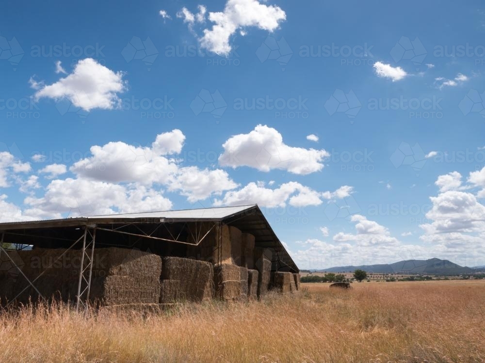 Hay shed among dry brown summer grass a cloudy blue sky - Australian Stock Image