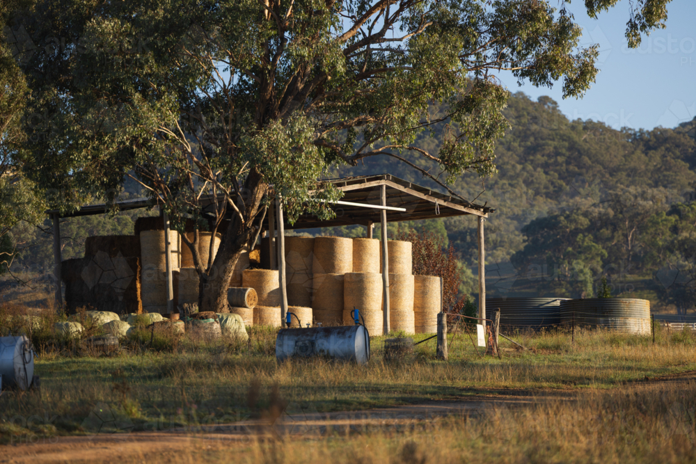 Hay shed on farm filled with round bales in warm early morning light - Australian Stock Image