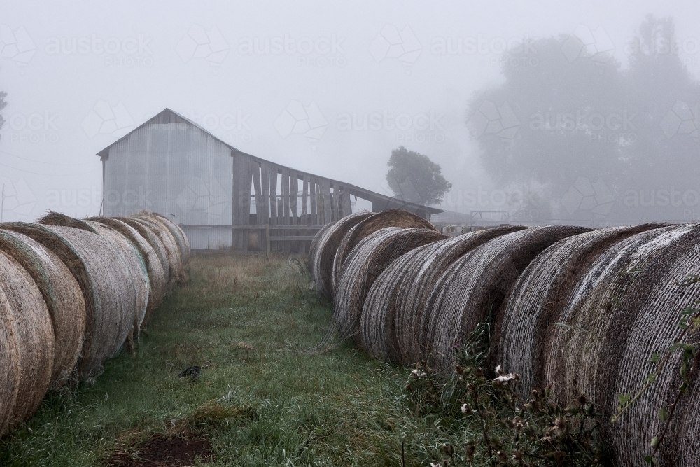 Haybales in a misty farmyard in NW Tasmania. - Australian Stock Image