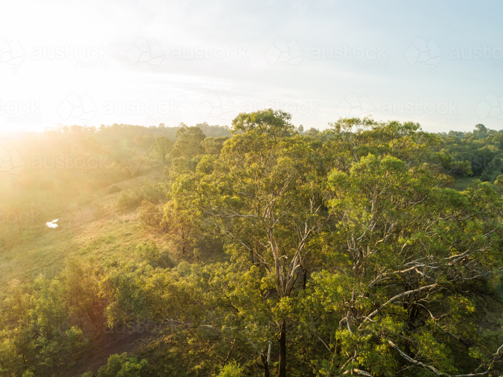 Hazy golden sunset light over gum tree top in Australian bushland - Australian Stock Image