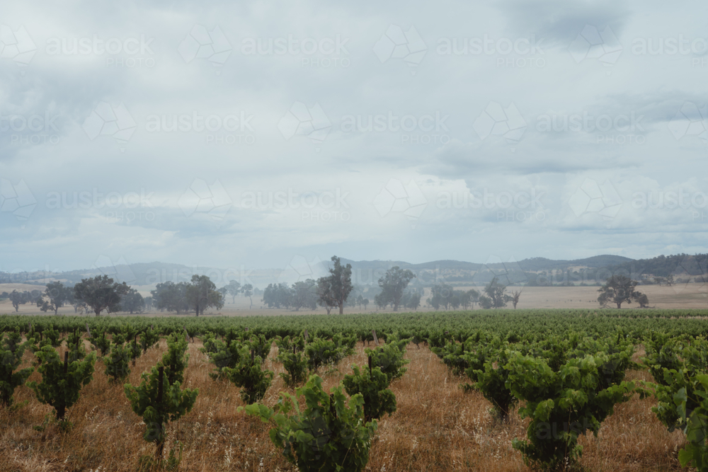Hazy view of a Rural vineyard in Mudgee NSW under an overcast sky - Australian Stock Image