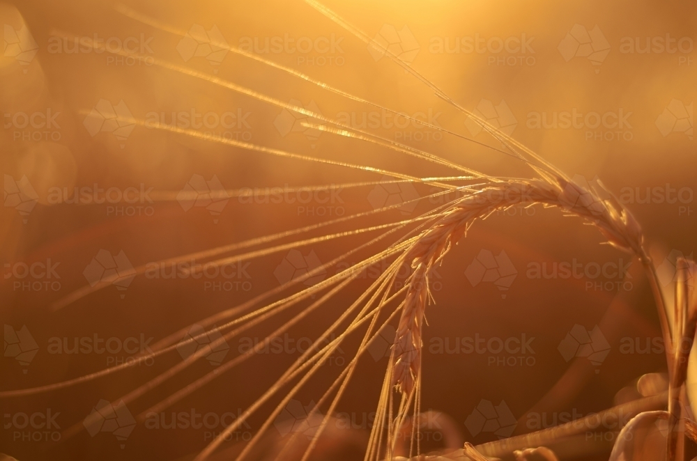 Head of barley lit by the golden light of the setting sun - Australian Stock Image