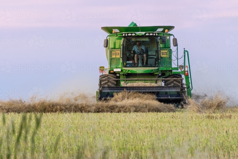 Head on view of a harvester working in a paddock at twilight - Australian Stock Image