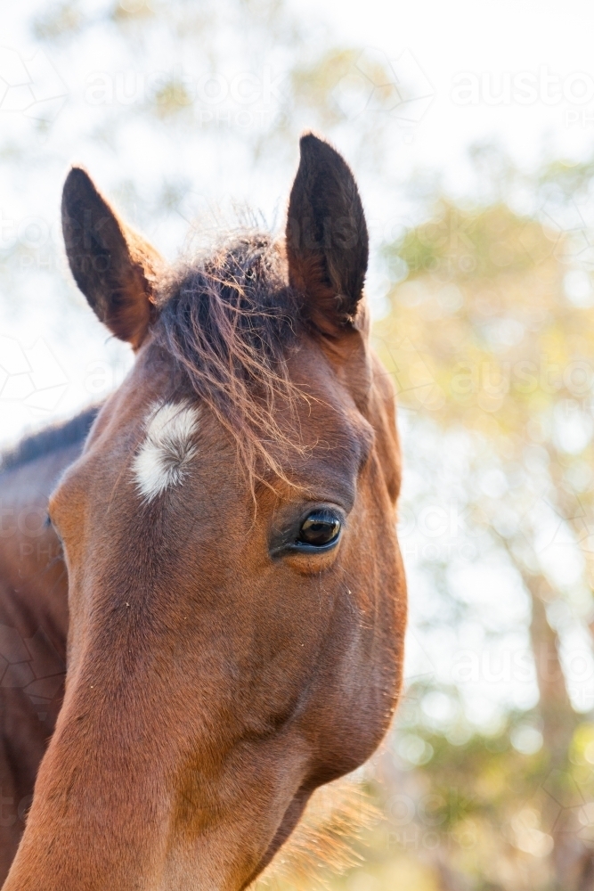 Head shot of a brown horse with star marking - Australian Stock Image