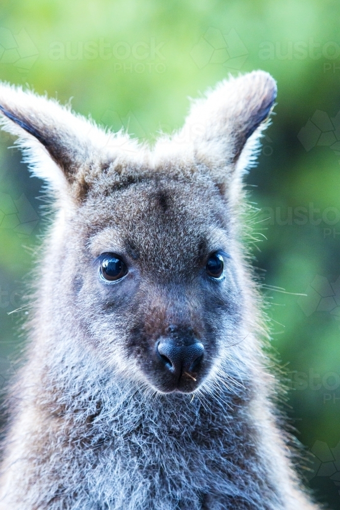 Head shot of wallaby up close - Australian Stock Image