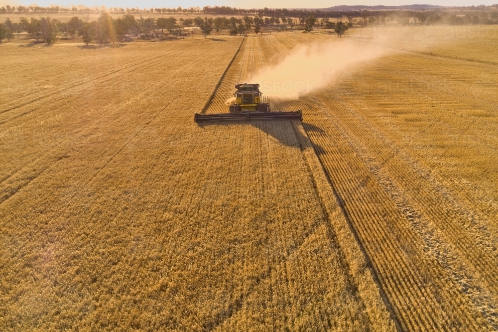 Header harvesting a barley crop in the late afternoon - Australian Stock Image