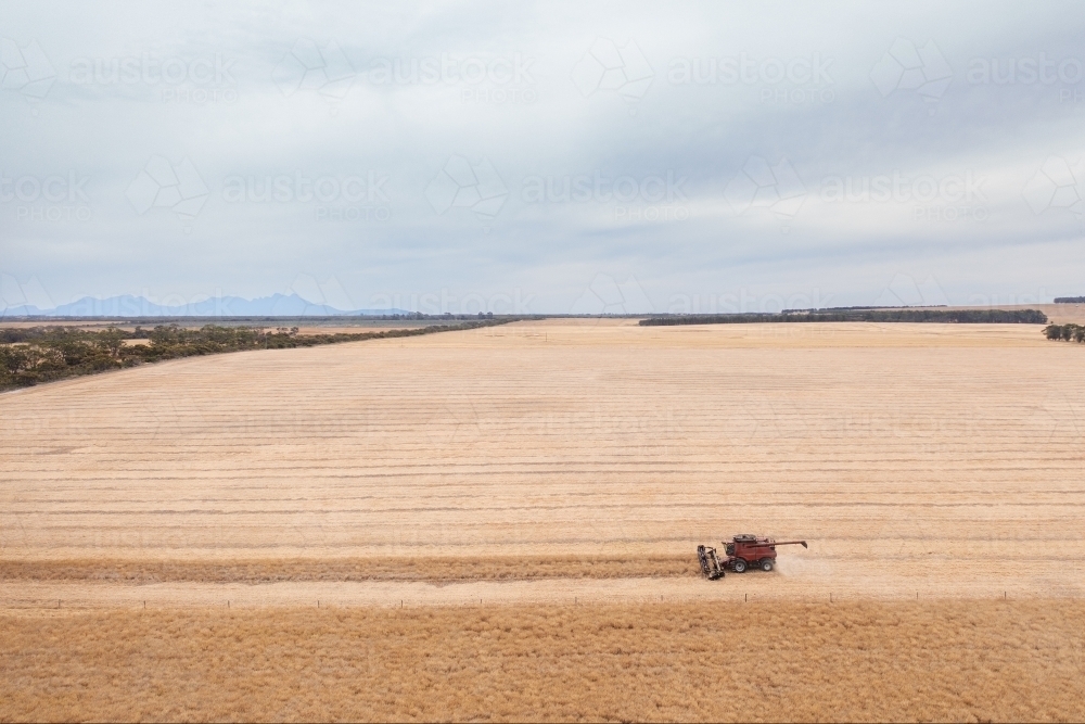 Header harvesting canola with Stirling rangers in background - Australian Stock Image