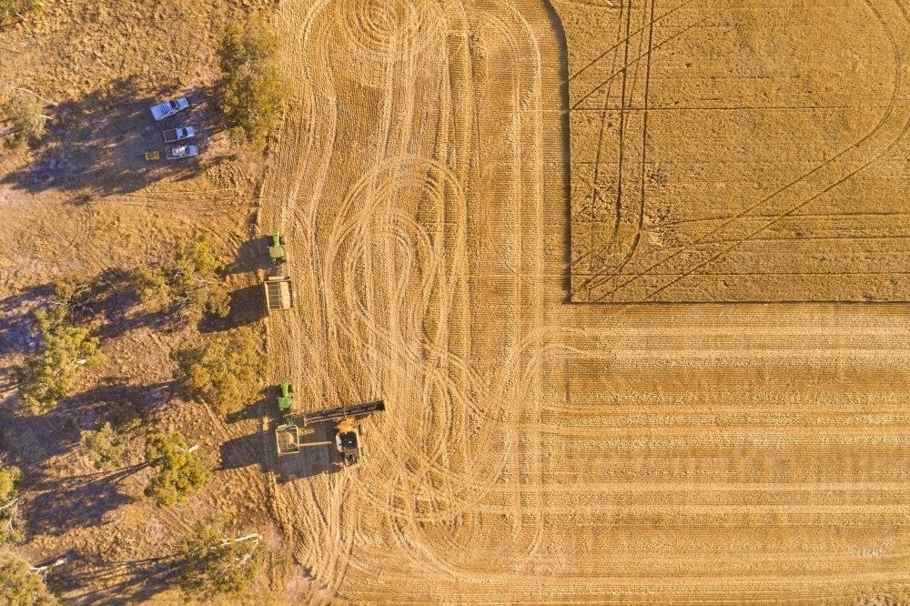 Header offloading grain into a chaser bin during parley harvest, with utes parked in the shade. - Australian Stock Image