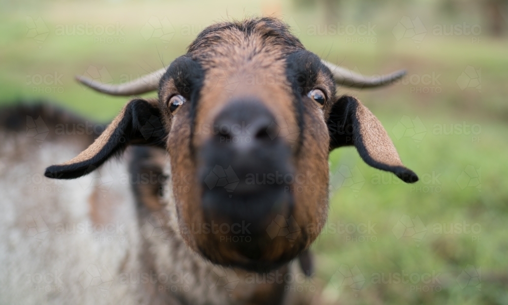 Headshot of a Brown Goat - Australian Stock Image