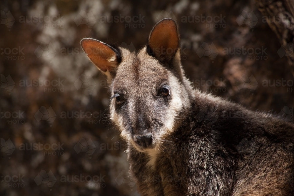 Headshot of Brush-tailed Rock Wallaby - Australian Stock Image