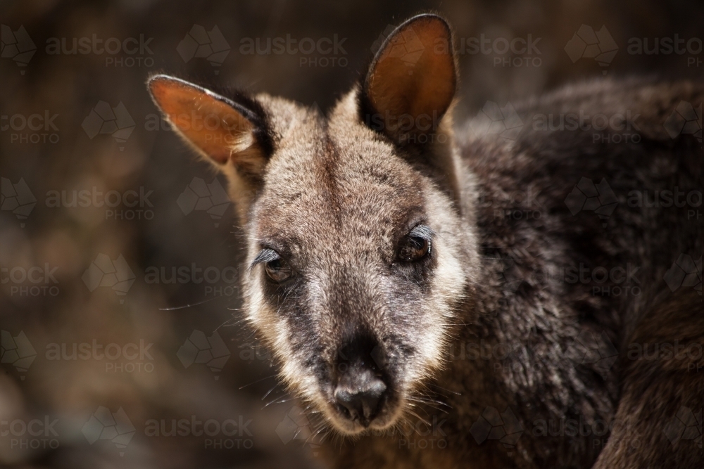 Headshot of Brush-tailed Rock-wallaby : Austockphoto Headshot of Brush-tailed Rock-wallaby - Australian Stock Image