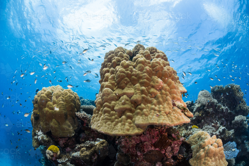 Healthy coral reef alive with fish on the Great Barrier Reef - Australian Stock Image