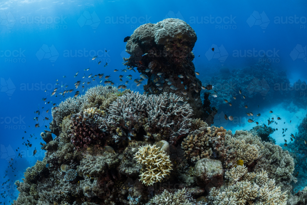 Healthy coral reef covered with fish on the Great Barrier Reef - Australian Stock Image