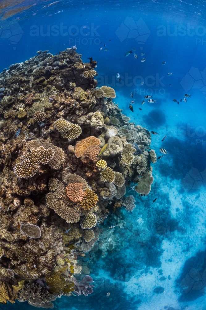 Healthy coral reef on the Great Barrier Reef - Australian Stock Image