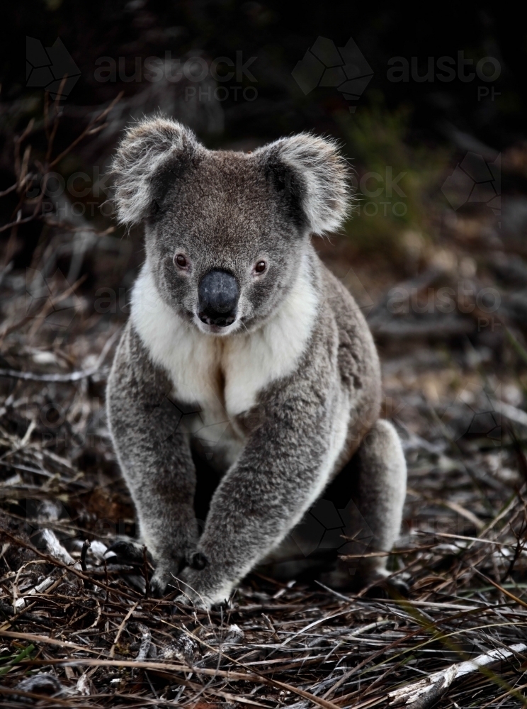 Healthy koala curiously looking at camera, sitting on bush ground - Australian Stock Image