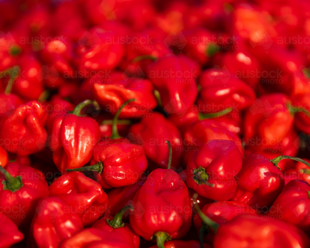 heaps of habanero chili peppers in a pile - Australian Stock Image
