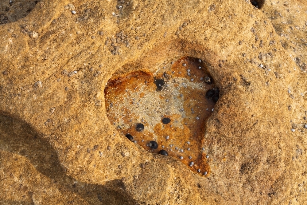 Heart shape eroded into coastal rock - Australian Stock Image
