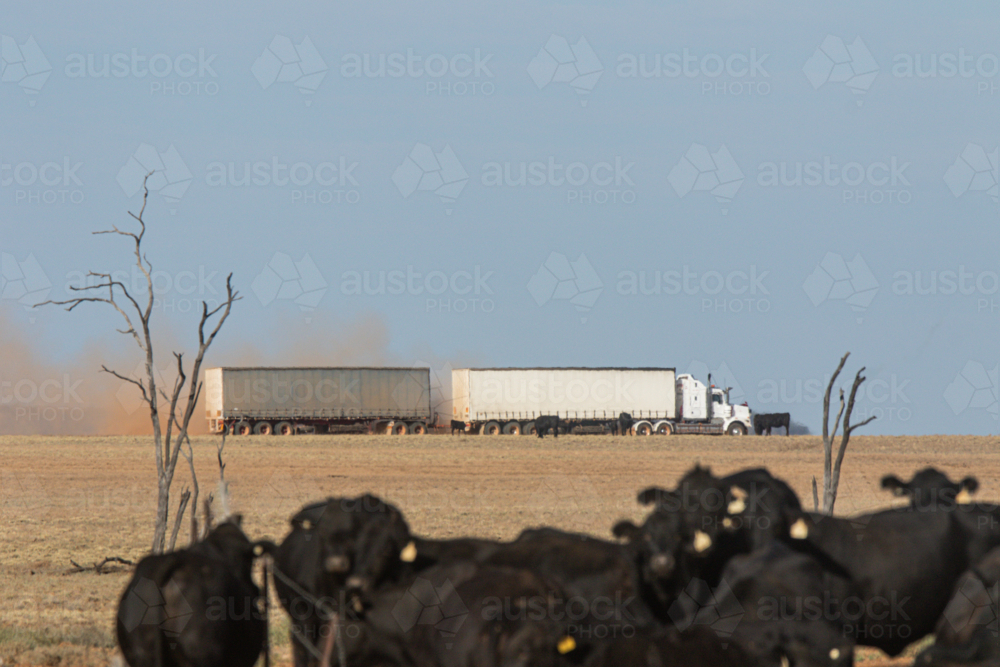 heat ripples blurring prime mover pulling two curtain sided trailers past cattle on a dirt road - Australian Stock Image