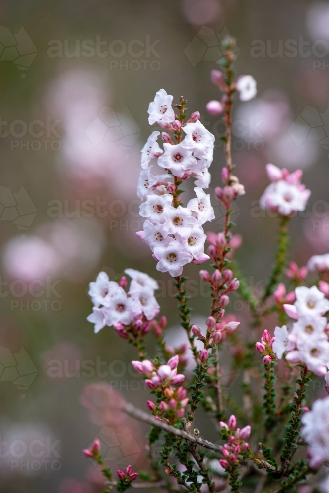 Heath flower, Epacris microphylla - Australian Stock Image