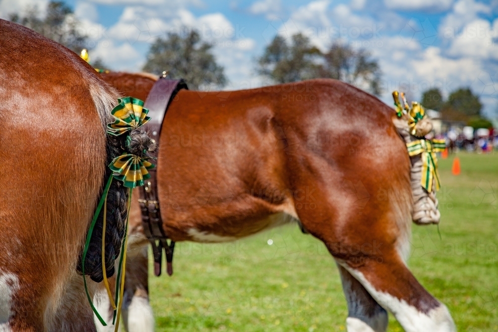 Heavy Horses all decked out for competition at the local show - Australian Stock Image