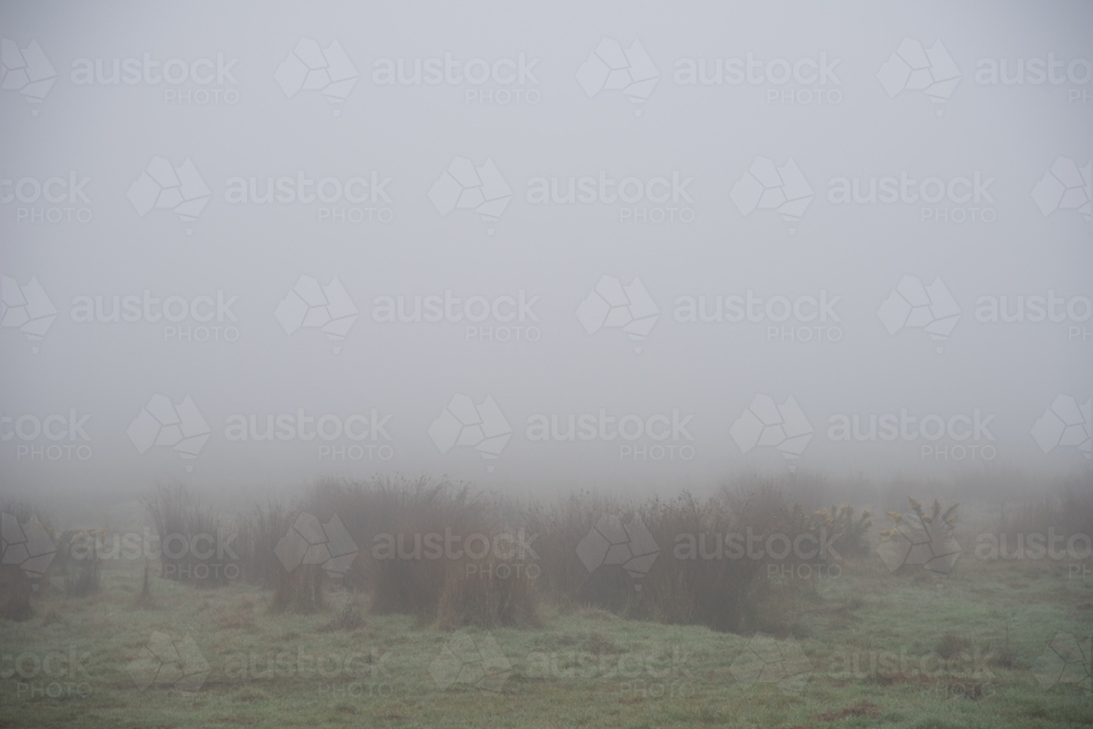 heavy misty tussock grass marsh in winter - Australian Stock Image