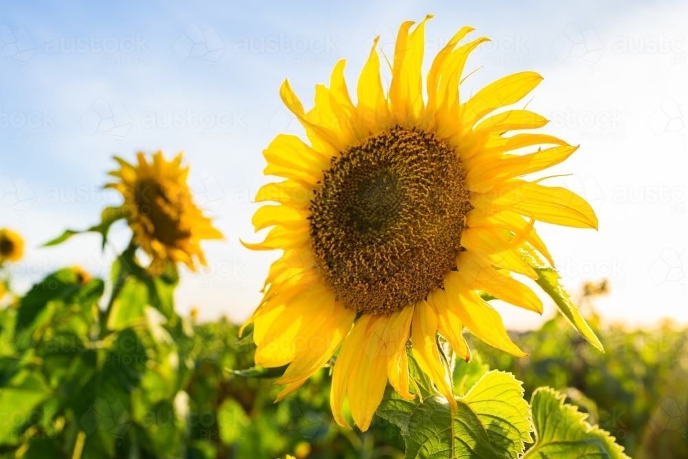 Helianthus flower with bright yellow petals - Australian Stock Image