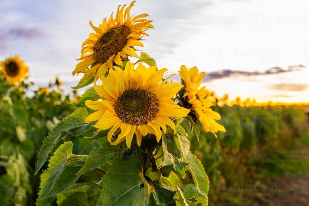 Helianthus Sunflowers in farm paddock in dusk light of sunset - Australian Stock Image
